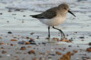 Dunlin